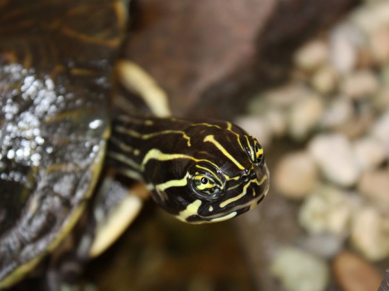 Pitta die Schildkröte