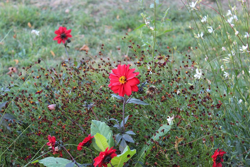 Blume