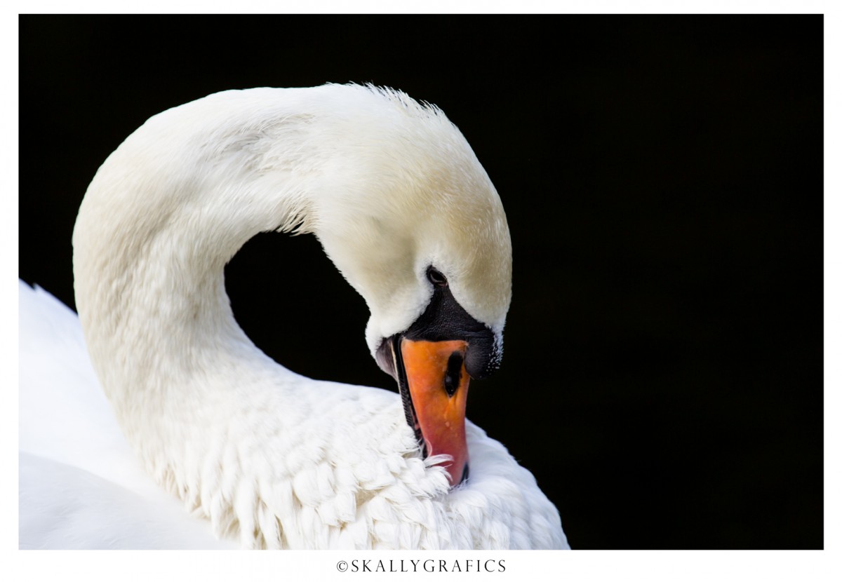 Swansea.