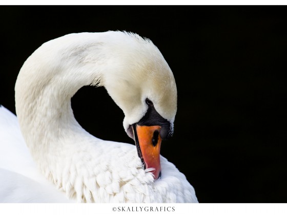 Swansea.