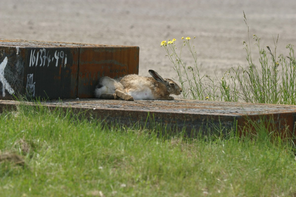 Hase bei ThyssenKrupp