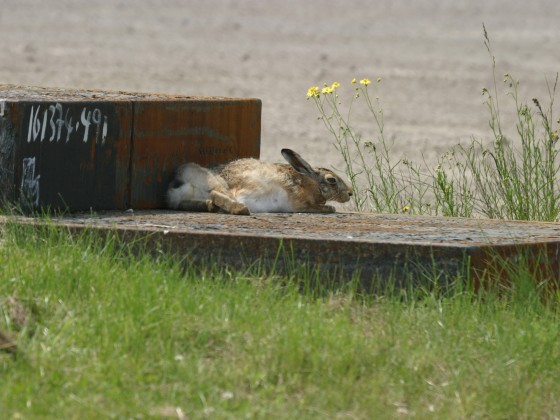 Hase bei ThyssenKrupp