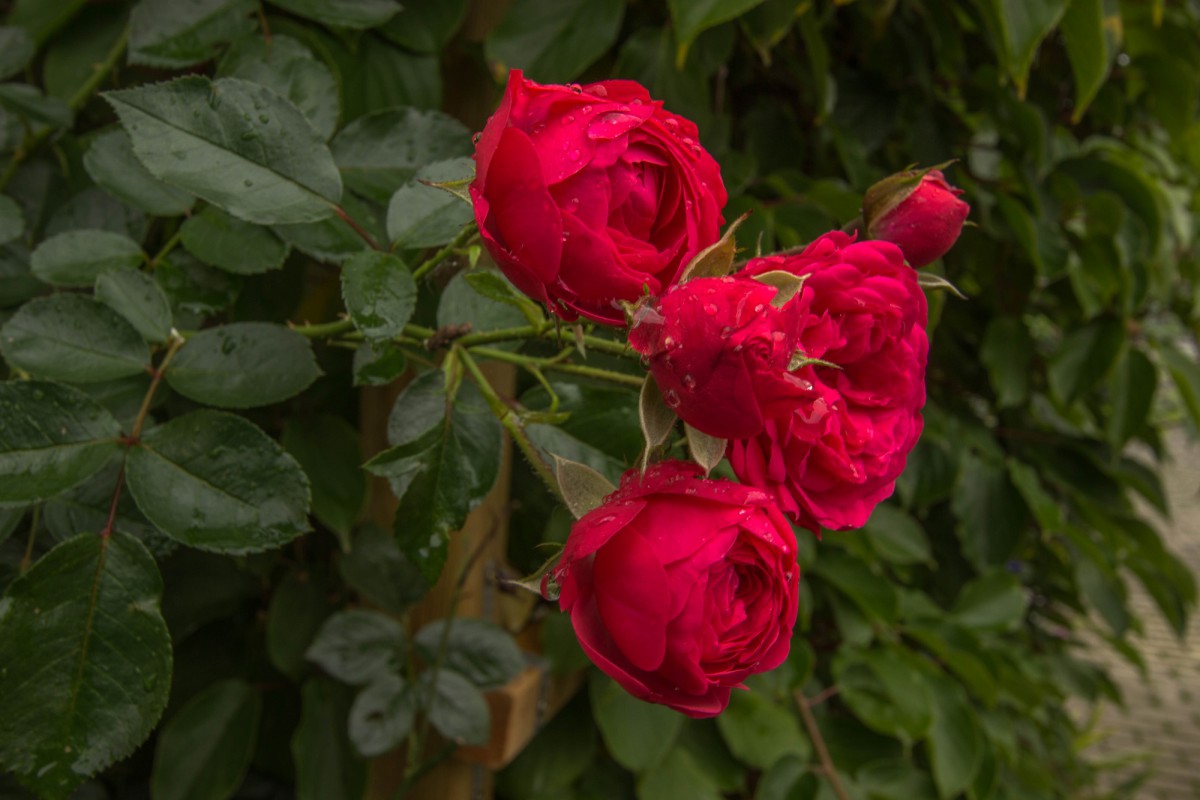 Rosen1