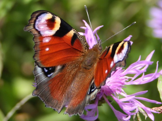 Mein Schmetterling