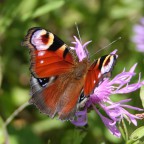 Mein Schmetterling