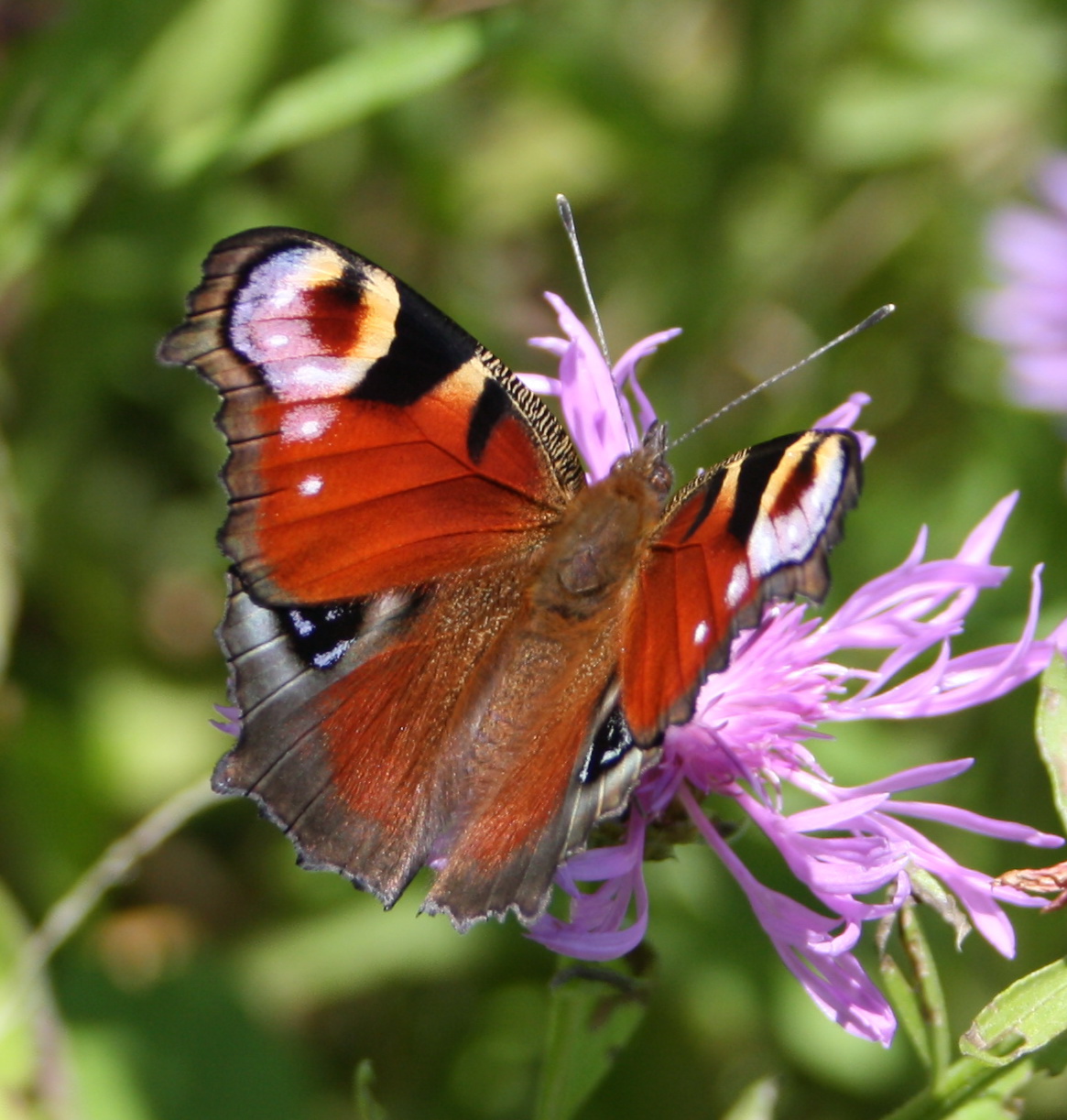 Mein Schmetterling