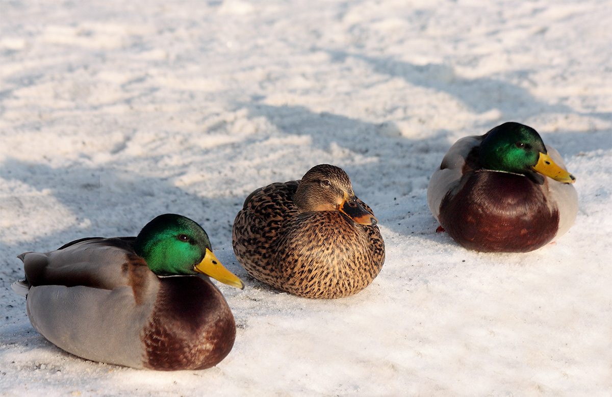 Enten im Schnee!!
