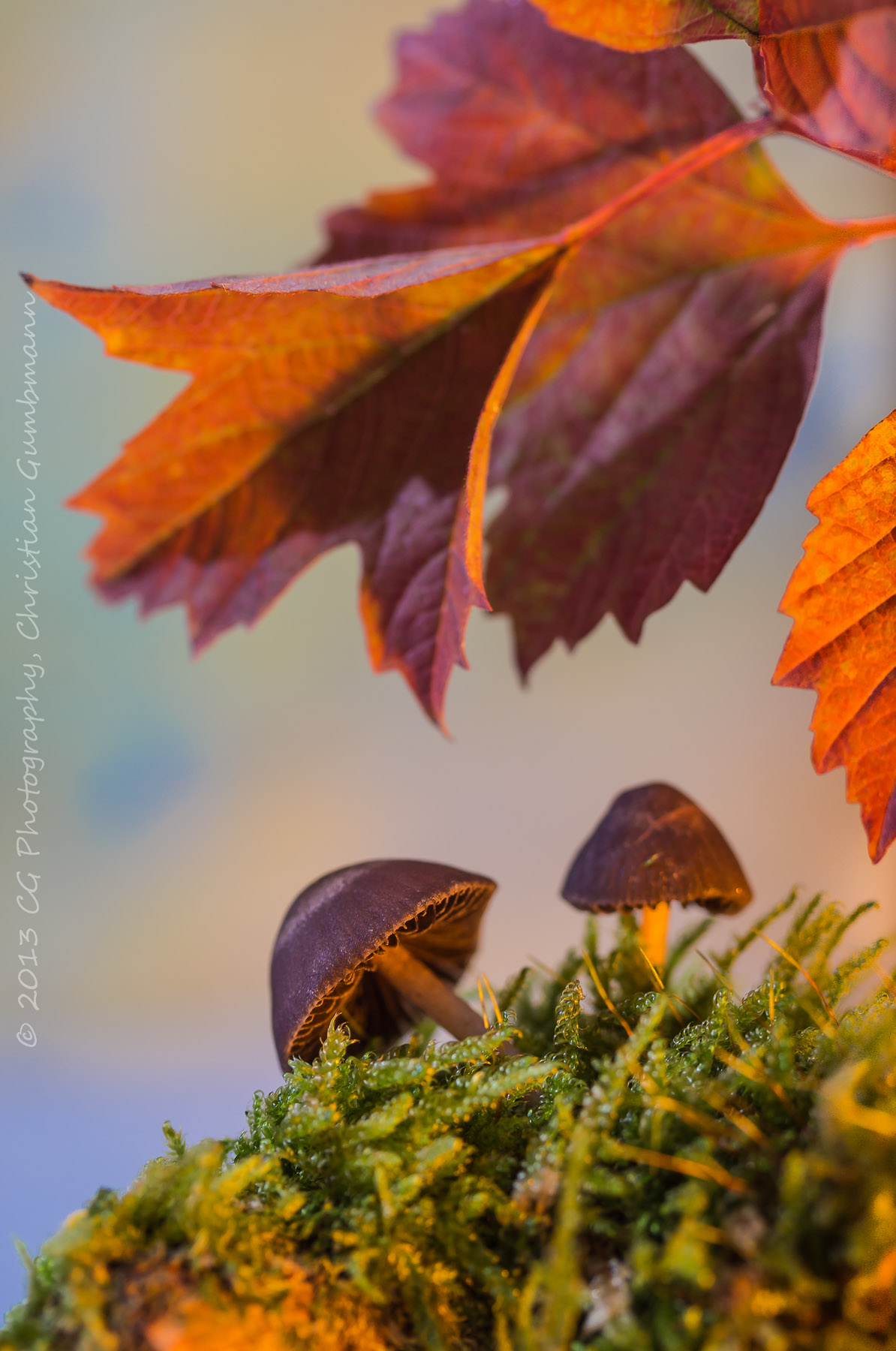 Pilze1_1