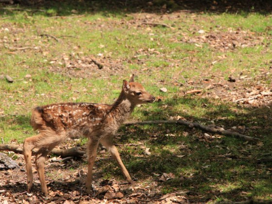 Im Wald