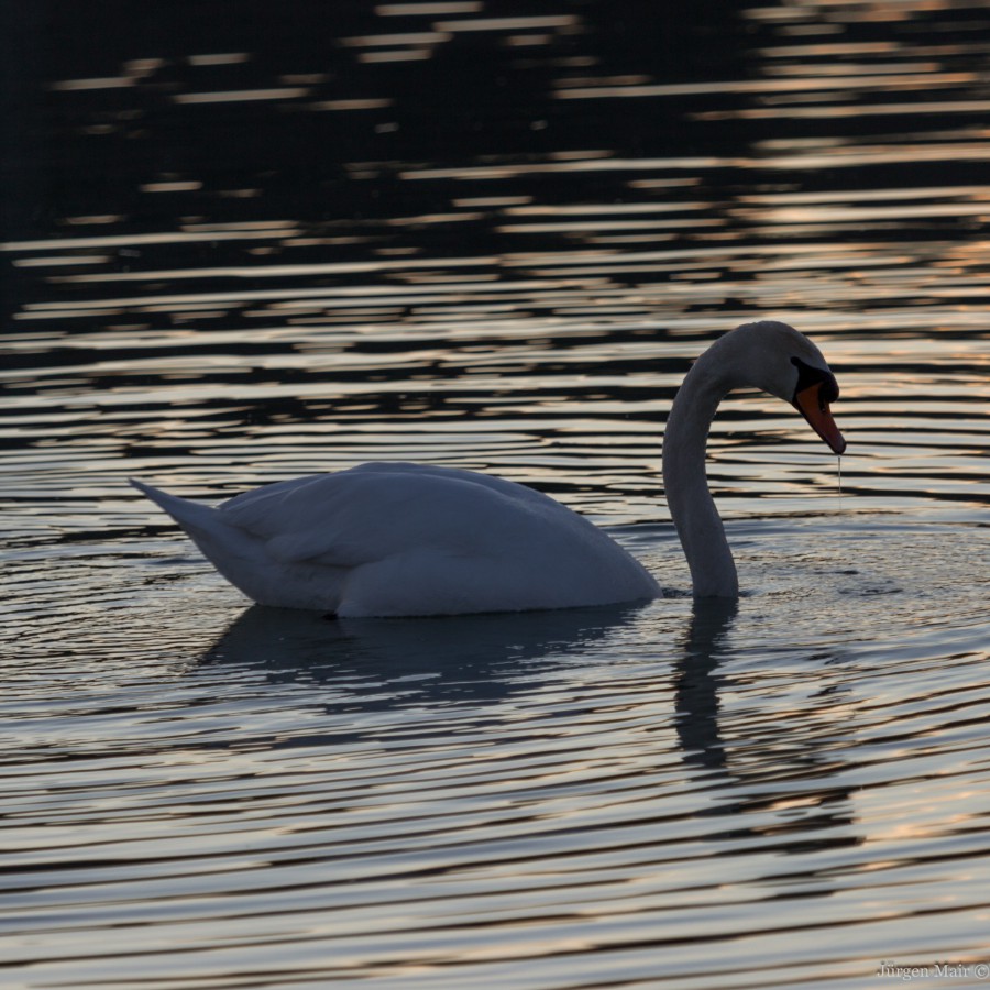 Schwan im Abendlicht