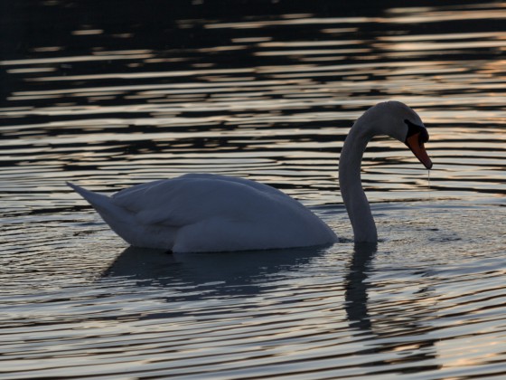 Schwan im Abendlicht