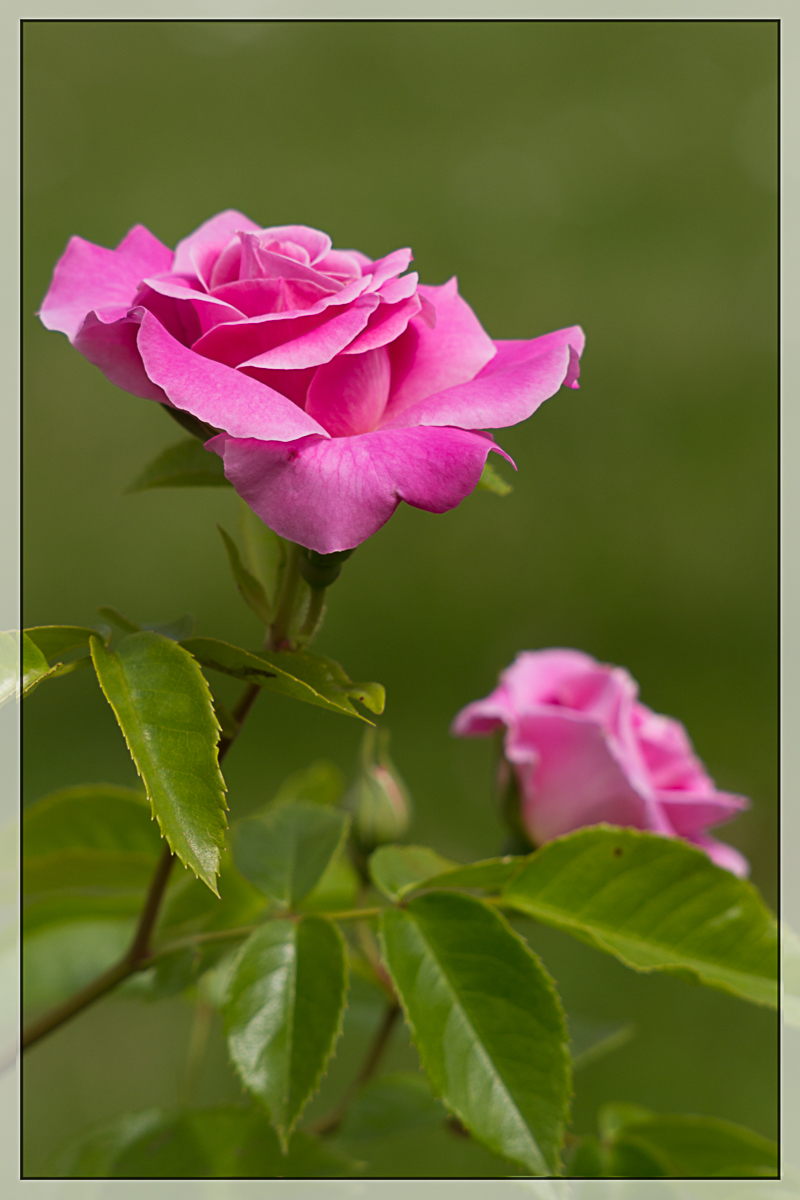 Rosa sp. "Heilige Elisabeth"