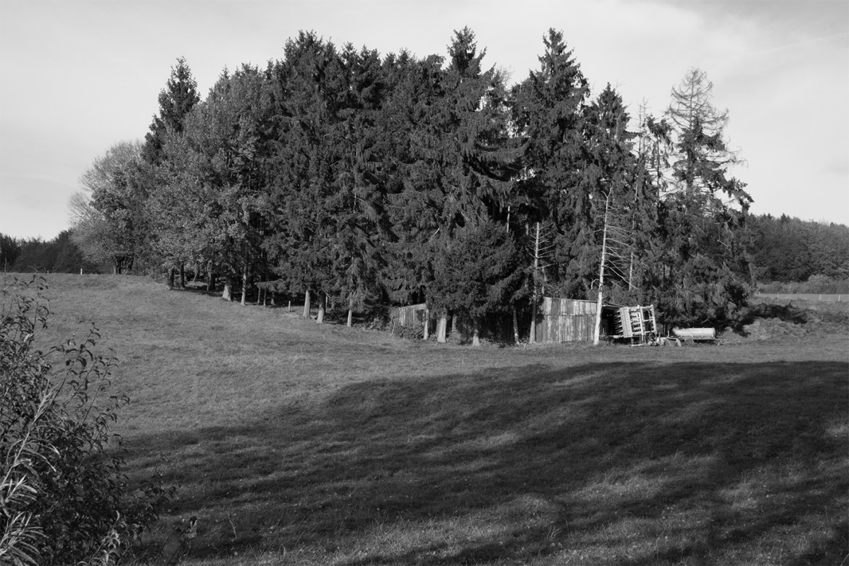 Wald in SW und Sepia
