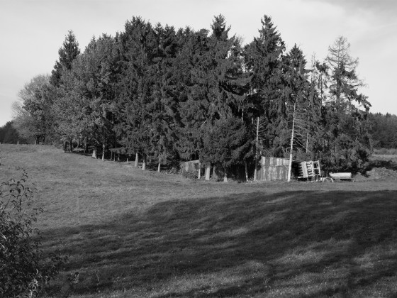 Wald in SW und Sepia