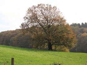 Landschaftsaufnahme Herbsstimmung in der Eifel