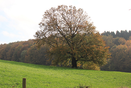 Landschaftsaufnahme Herbsstimmung in der Eifel