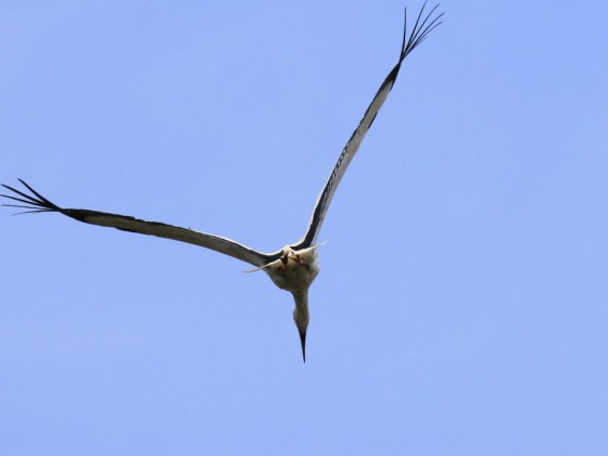 Klapperstorch