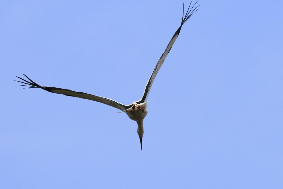 Klapperstorch