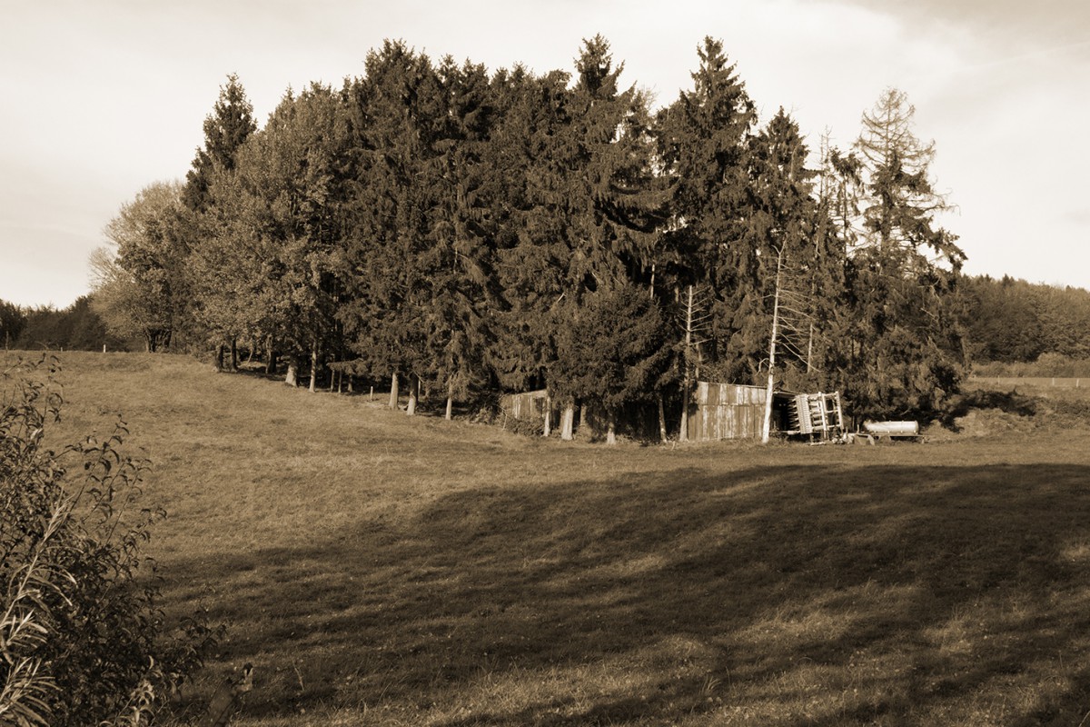 Wald in SW und Sepia