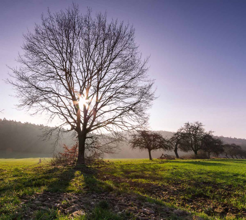 Baum_Gegenlicht_Forum1-1