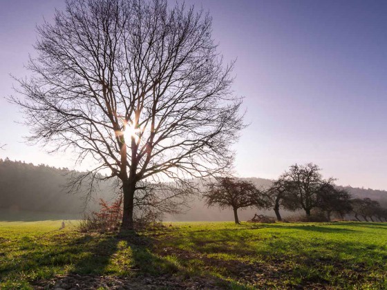 Baum_Gegenlicht_Forum1-1