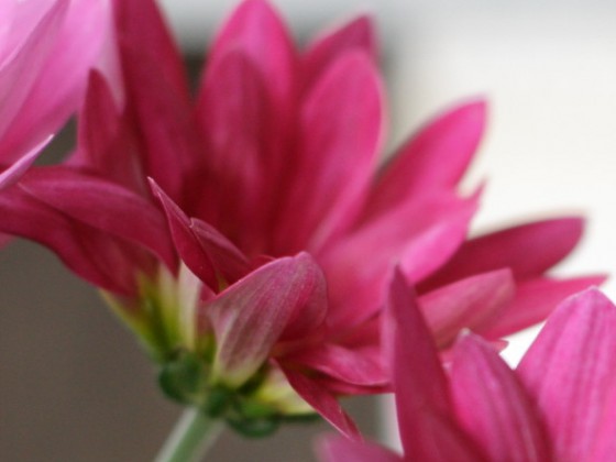 blume7