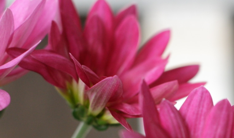 blume7