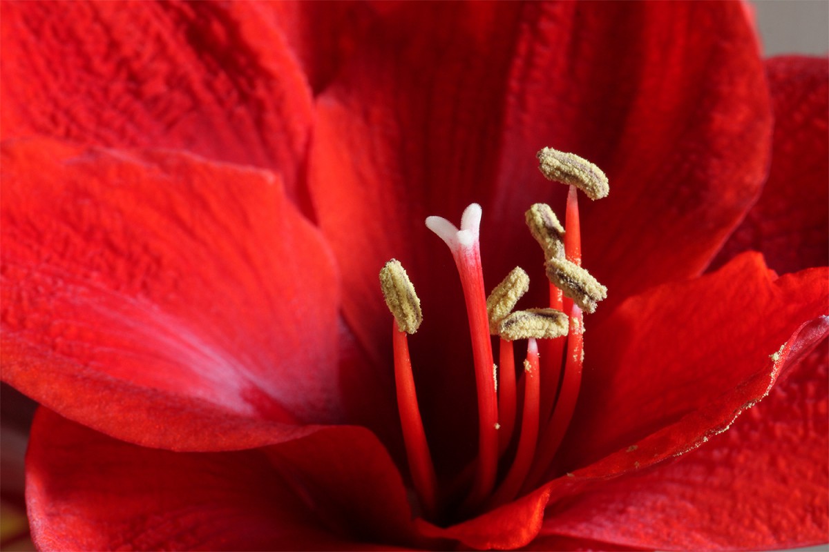 Amaryllis