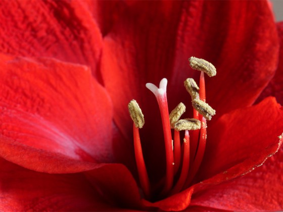 Amaryllis