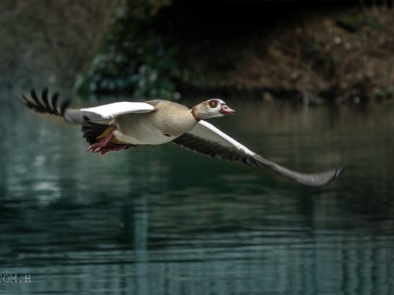 Flying Goose