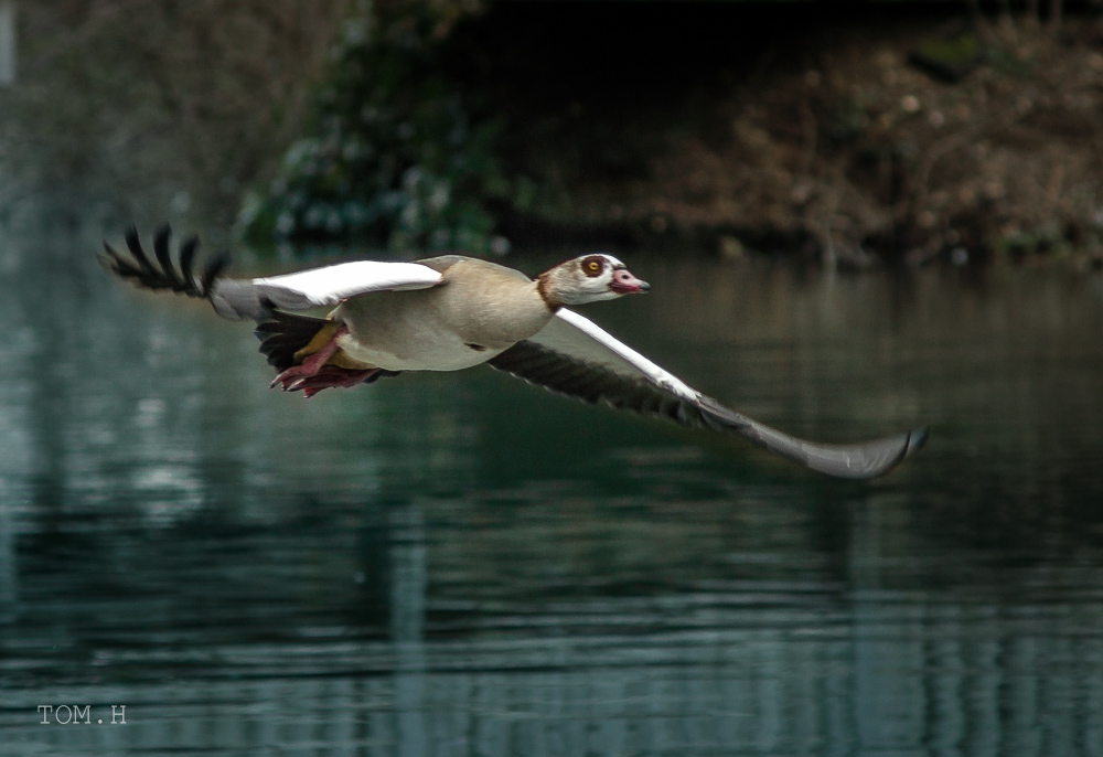 Flying Goose