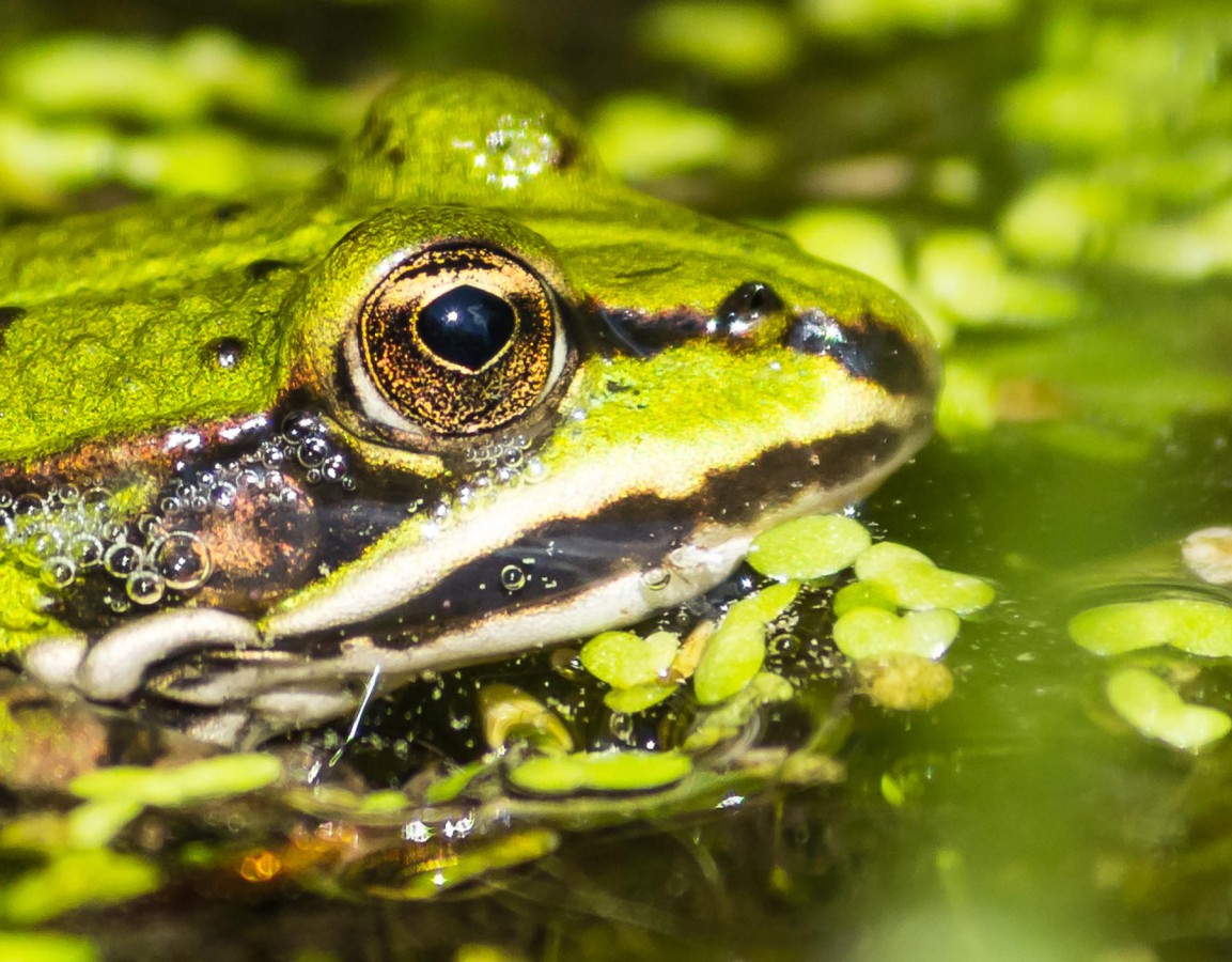 Frosch1