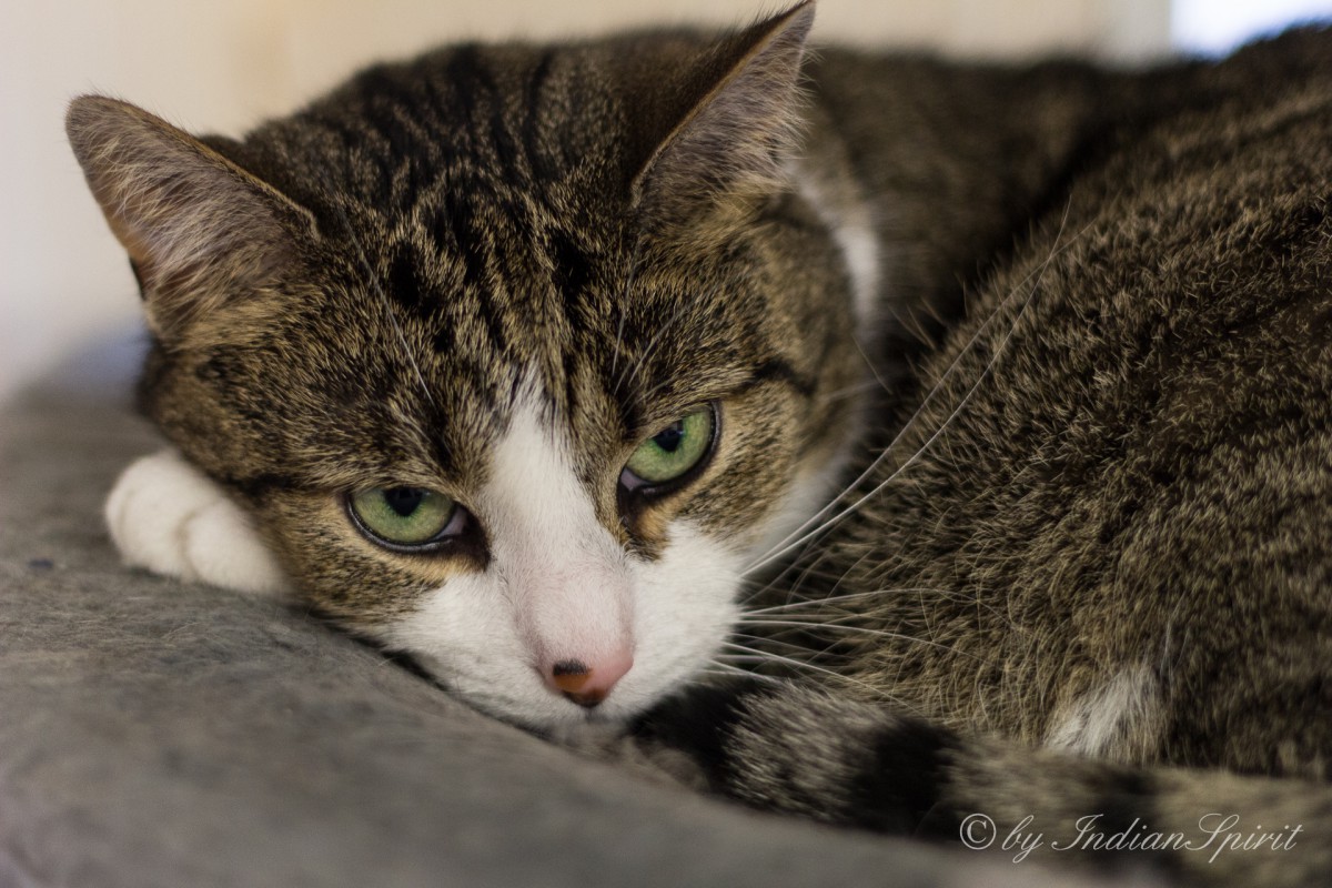 Unsere Cheyenne