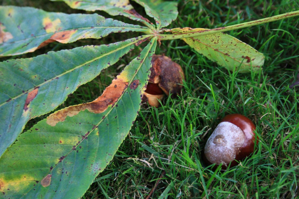 Herbst