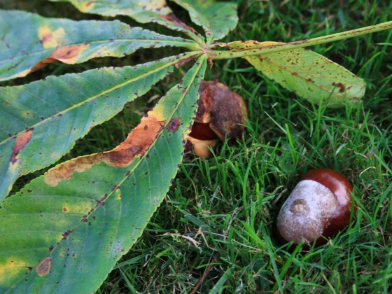 Herbst