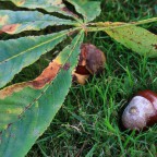 Herbst
