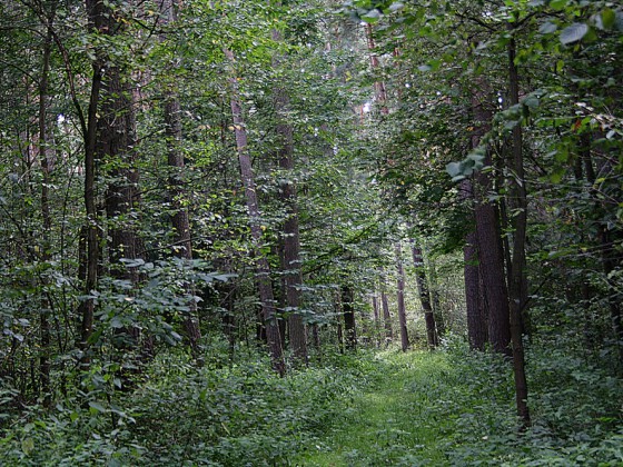gassi gehen 016