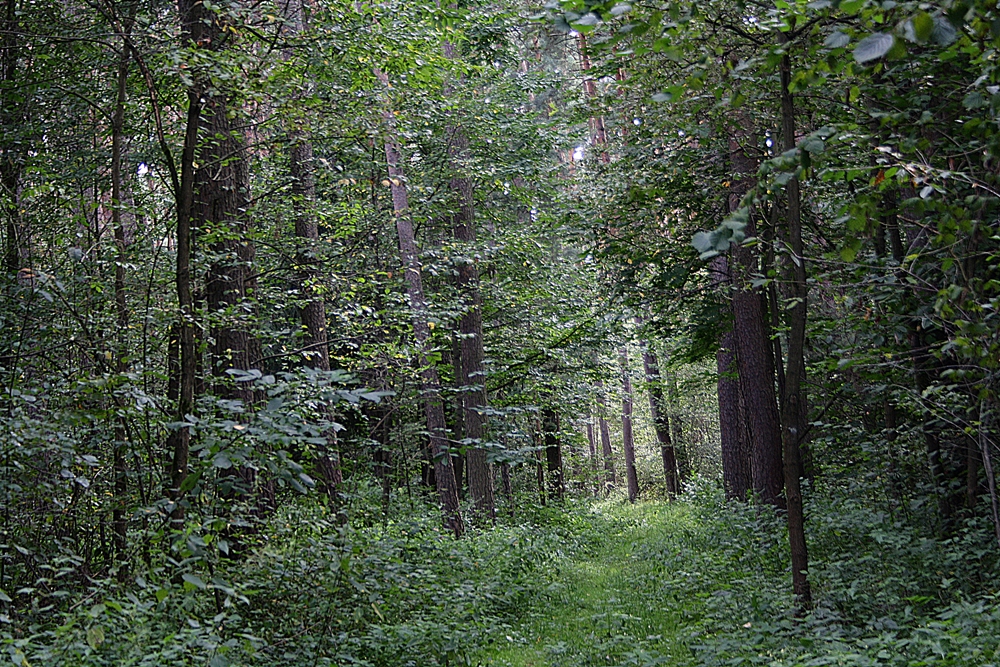 gassi gehen 016