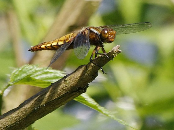 Libelle!