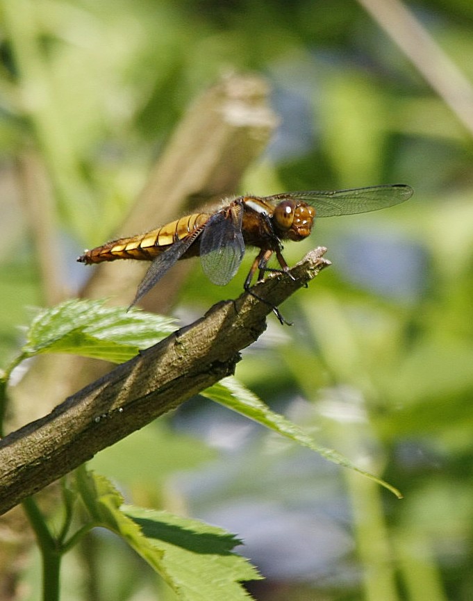 Libelle!