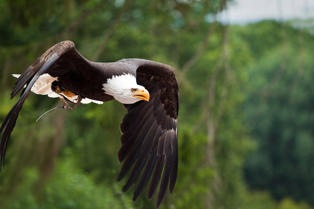 20100731-50 D ZOO (213 von 253)