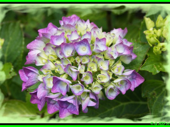 Hortensie !