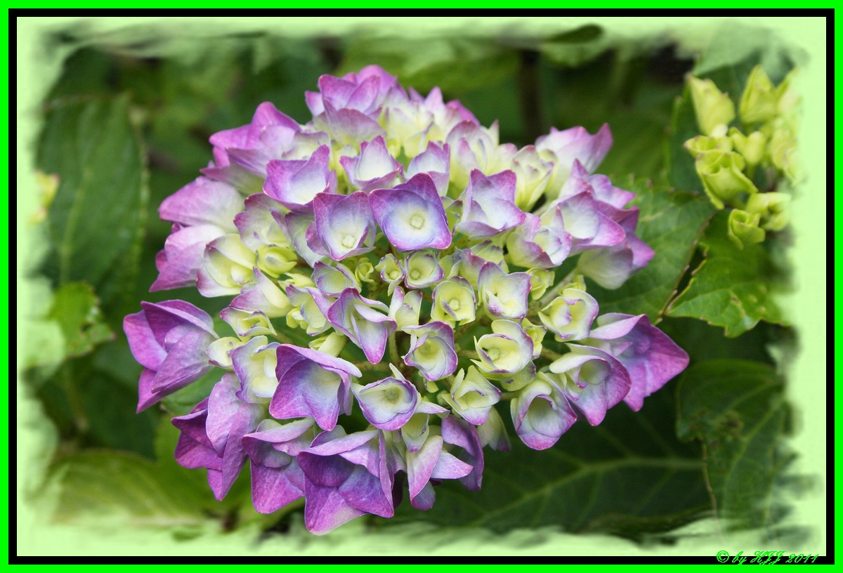 Hortensie !