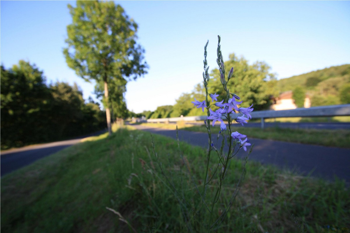 Flower at Road