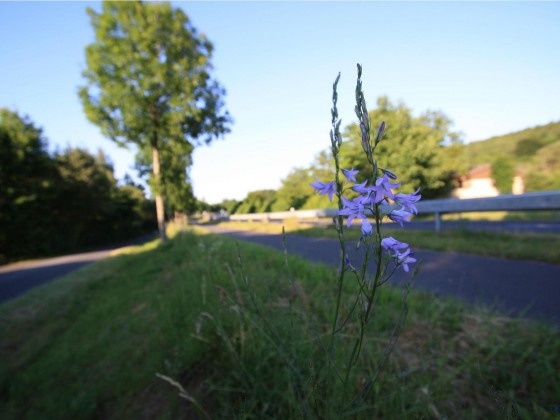 Flower at Road