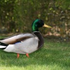 IMG_6010