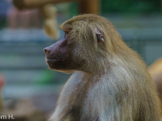 Kölner Zoo