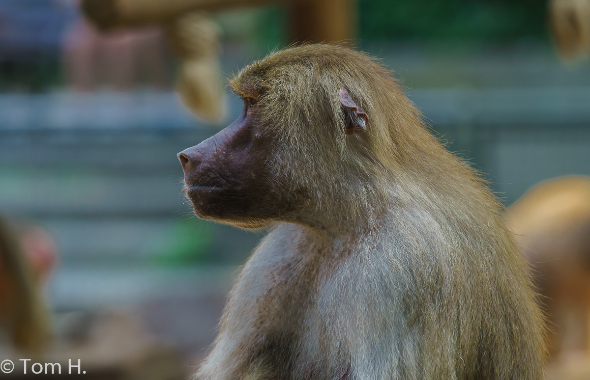 Kölner Zoo