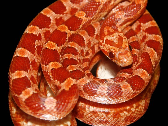 Bloodred