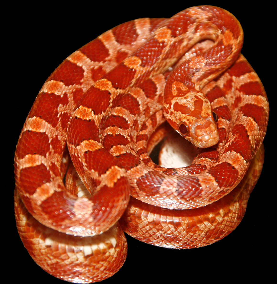 Bloodred